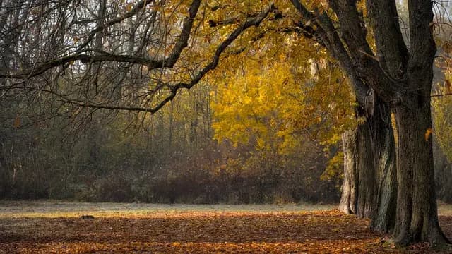 Choisir une Cérémonie d'Adieu : Tradition vs Modernité