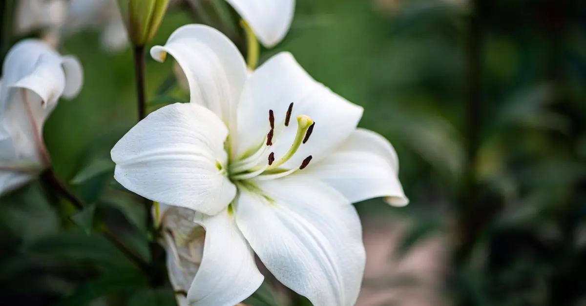 Les fleurs les plus appropriées pour un enterrement
