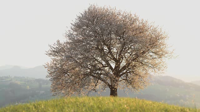 Comment rédiger un avis de décès poignant et respectueux